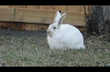 Rabbit Eating Grass | Baby Bunny Rabbits Walking, Eating Grass | Cute Rabbit Eating Compilation