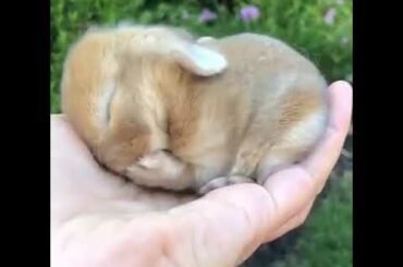 Cute little baby bunny