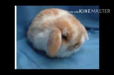 World’s cutest baby bunnies