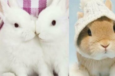 Cute Rabbit videos Funny videos