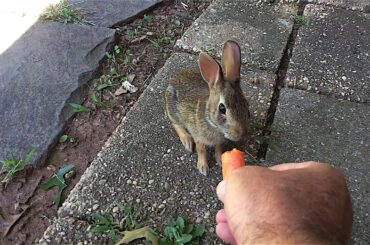 Getting A Wild Baby Rabbit To Eat From My Hand