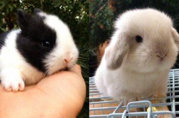 Tik Tok Pets ✪ The Cutest Baby Bunny Rabbit Compilation # 64