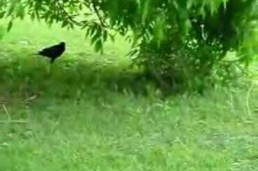 Baby Rabbit Outsmarting Two Crows