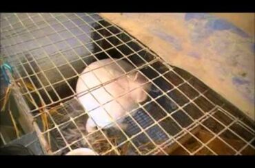 Rabbit Babies Being Born