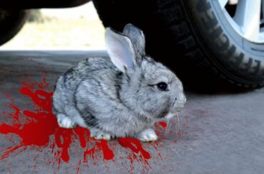 Experiment: Car vs Baby Rabbits 🔥 Crushing Crunchy & Soft Things by Car!