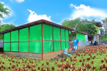 Harvesting dozens of eggs│Building coop for weeks old chicks & DIY rabbit cage & Rabbit hutch update