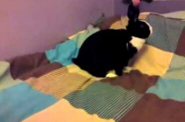 Rabbit making funny noises