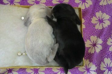Rabbit Video|Images|Pics|Arts|Cartoons|Animations