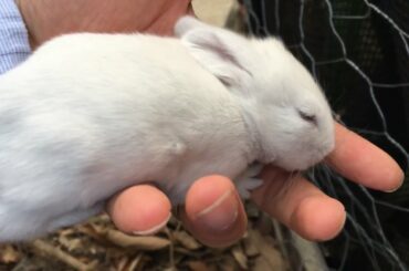 Plippi Adventures Newborn Baby Bunnies Snuggle and Sleep