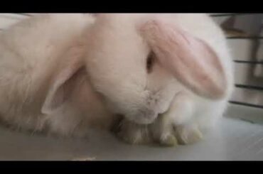 Cute baby bunny cleaning herself.