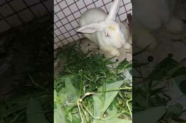 Our cute baby 🐰bunnies
