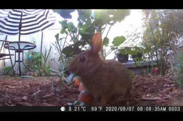 Adorable Baby Rabbit