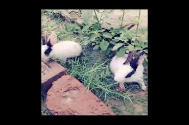 Little baby rabbit