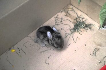 Male baby rabbit being taken care of