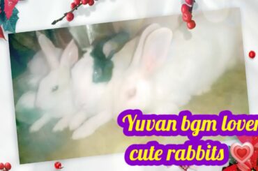 Kadhal Konden Love Bgm💗cute baby rabbits 💗 Ringtone Whatsapp Status 💗yuvan music