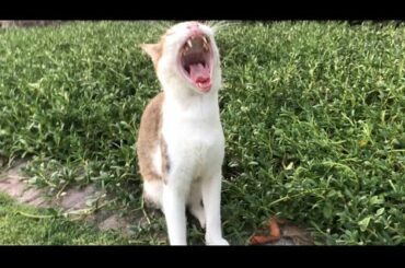 Cats and rabbit wake up from sleep🐈🐇 good morning