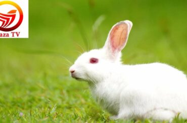 Very Funny and Cute Bunny Rabbit Videos ll Baby Animal Video Compilation 2020 ll By Raza Tv