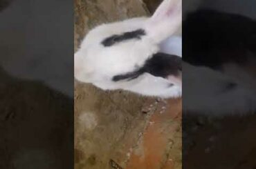 Cute rabbit babys....