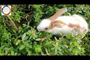 👉👉CUTE RABBIT BABAY💝💝