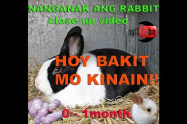 CLOSE UP VIDEO | RABBIT GIVING BIRTH | NANGANGANAK NA RABBIT | CUTENESS OVERLOAD