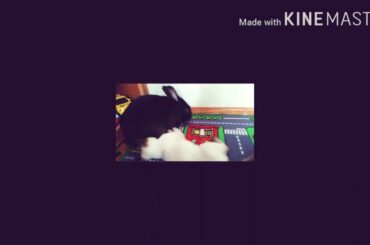 My pets. Oscar & Richard 🐰🐱. Cute kitten and rabbit