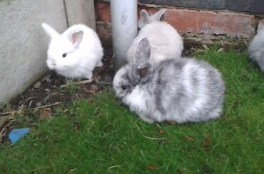 New baby bunny litter 4 weeks old Mini Lops born 14th October 2016 really cute