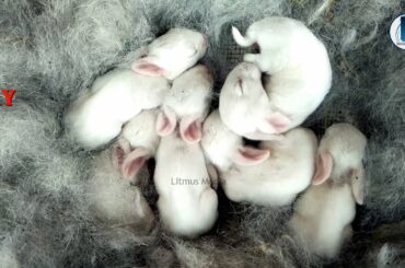 BABY RABBITS GROWTH STAGES FROM BIRTH -16 DAYS| RABBIT BUNNIES|CUTE BUNNIES|BUNNY RABBITS DAILY LIFE