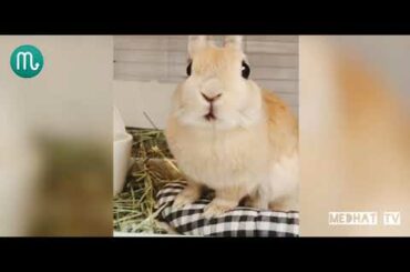 فديوهات أرانب صغيرة مضحكة ولطيفة جدا Funny Baby Bunny Rabbit Videos