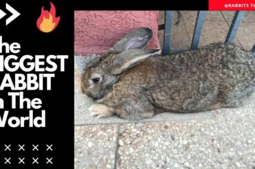 The BIGGEST RABBIT In The World / Giant Flemish Rabbit 8 Months Old / Cute Rabbits