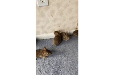 Funny cute bunnies ||| Rabbit playing