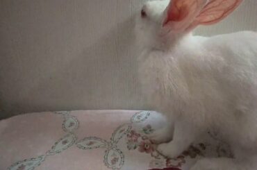 Cute funny Baby Bunny digging the Bed Rubbing her face for the first time😂| Mikku the rabbit|