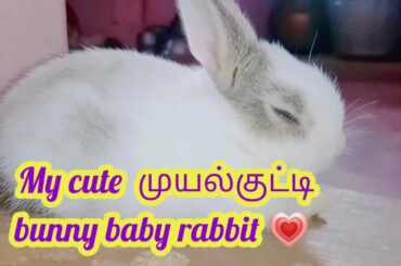 My cute baby rabbits 😍 Tamil love bgm🥰 rabbit lovers😍 muyalkutti🐰 animal funny videos