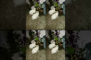 Cute rabbit video
