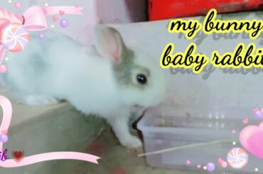 Cute baby rabbits 😍 animal funny videos 🥰 Tamil song bgm🥰 Rabbits lover
