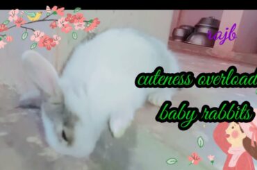 Cute baby rabbits 😍 animals funny videos 🥰 Muyalkutti 🥰Tamil song bgm