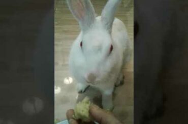 my cute rabbits madam- moso