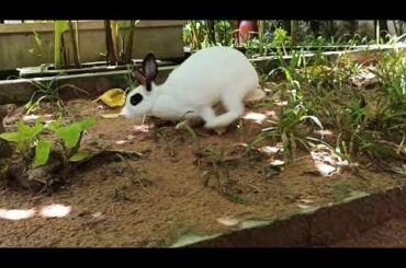 Cute Rabbit eating