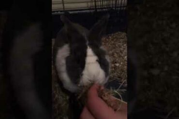 Cutest Rabbit
