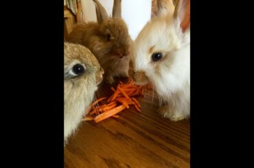 baby bunny gets a treat