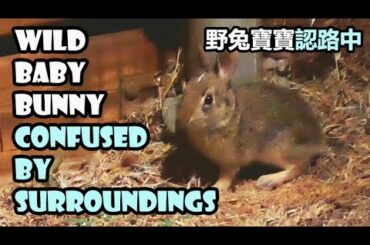 Wild baby bunny confused by its surroundings in backyard 野兔寶寶認路中