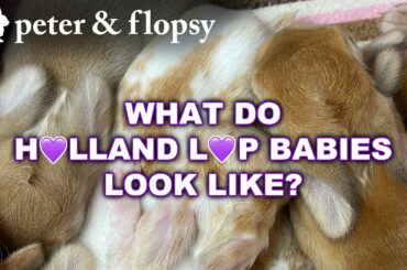 What Do Holland Lop Bunny Babies Look Like?