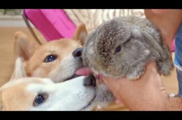 Shiba Inu Meets New Baby Bunny 🐰