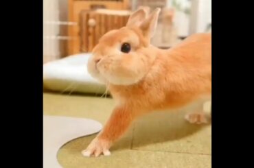 Cute baby bunny yawns