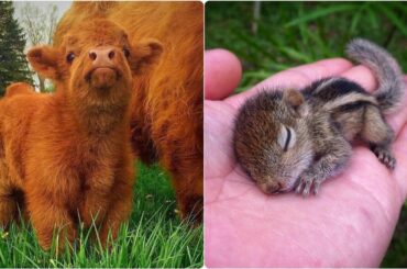 Aww Soo Cute Baby Animals 😍 - Baby Animals Compilation Videos ❤