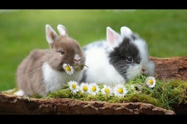 Beautiful Rabbits Videos | Funny and Cutest Rabbits Videos | Beautiful Baby Rabbit Video Compilation