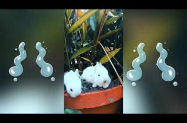 Cute Bunnies