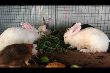 Rabbit, Rabbit Eating, Funny and Cute Baby Bunny Rabbit Videos, Baby Animal Video Compilation 2020
