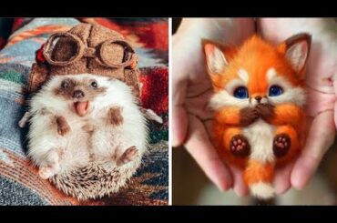 AWW Animals SOO Cute! Cute baby animals Videos Compilation cute moment of the animals #1
