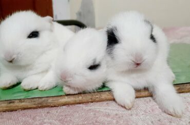 Cute baby rabbits