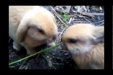 two cute bunnies fighting over a blade of grass! ^^ Honey and Dimmi!